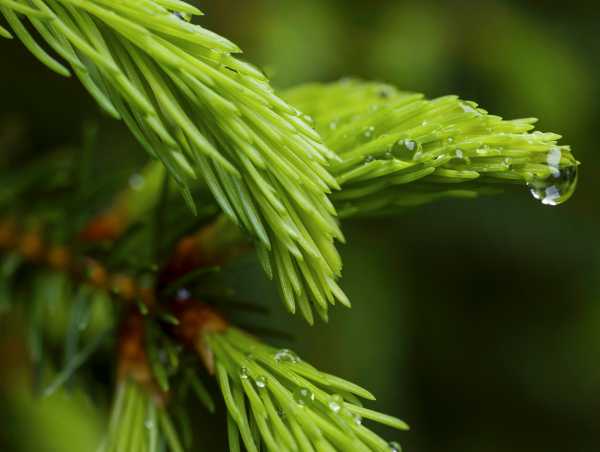 Two branches with pine needles in focus